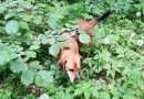 šuo miške erkės