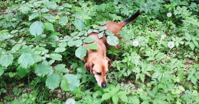 šuo miške erkės